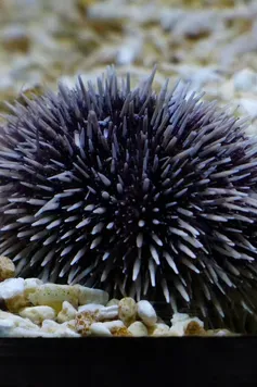 Pêche aux oursins en Méditerranée - Réglementation