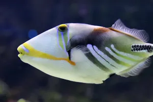 Poissons de la Méditerranée - Le Corb