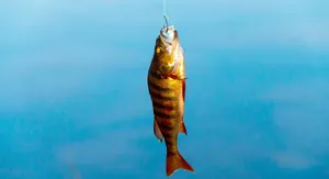 Poissons de Méditerranée, Bar Commun ou Loup