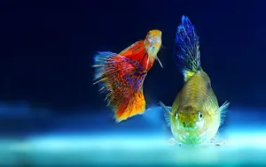 Poissons Méditerranée - Bogue