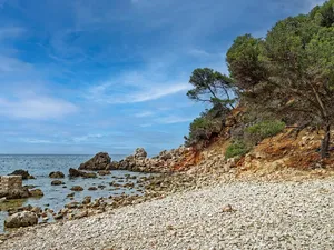 Poissons de Méditerranée - Le Congre