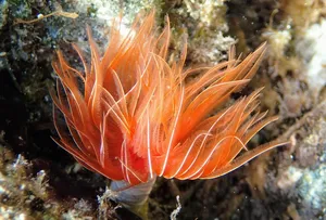 Poissons de Méditerranée : le calmar