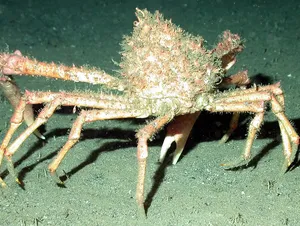 Poissons de Méditerranée, L'araignée de mer